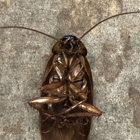 A Dead Cockroach