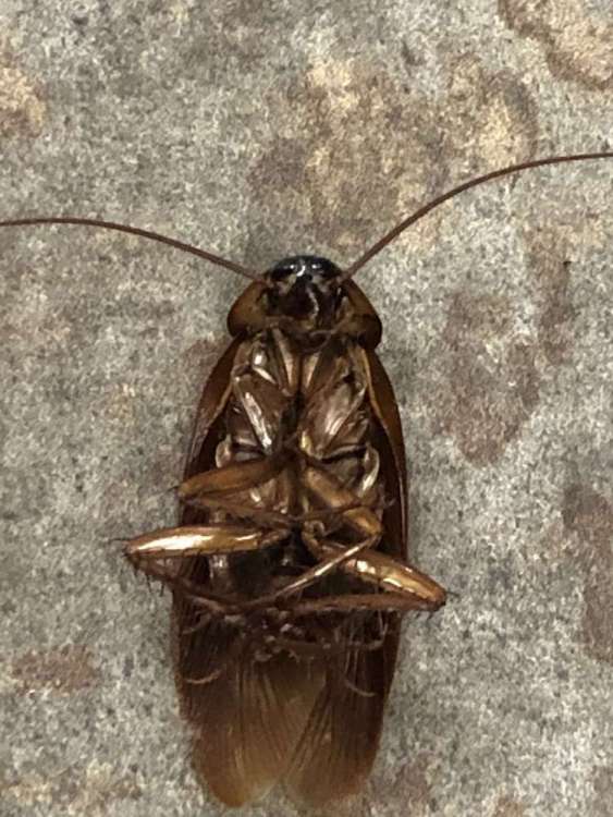 A Dead Cockroach