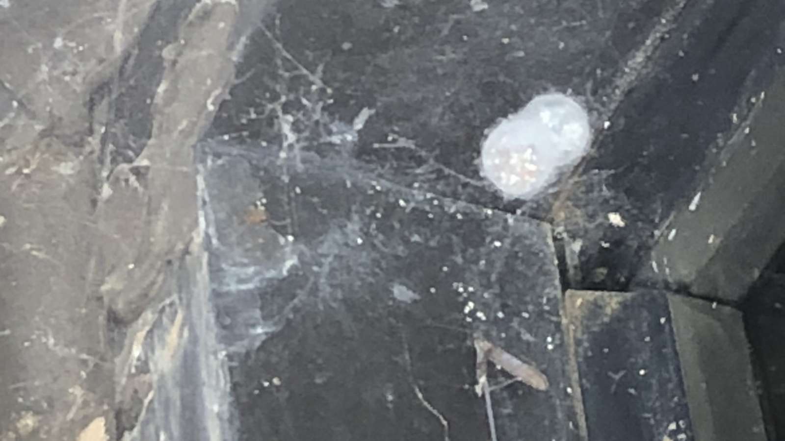 Spider Egg Sack