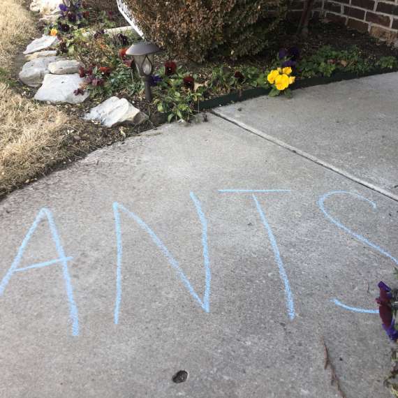 Ants and Chalk Lines