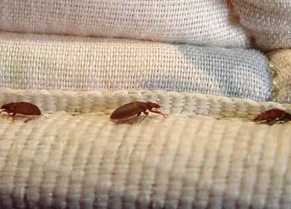 Bedbugs in a Seam