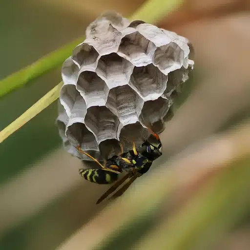 Wasp and nest