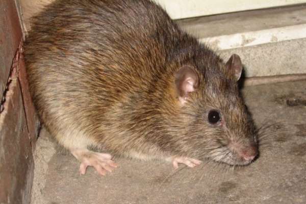 Exterminator Pest Control Bug Free Rodent Service Tulsa Oklahoma Rat Mouse
