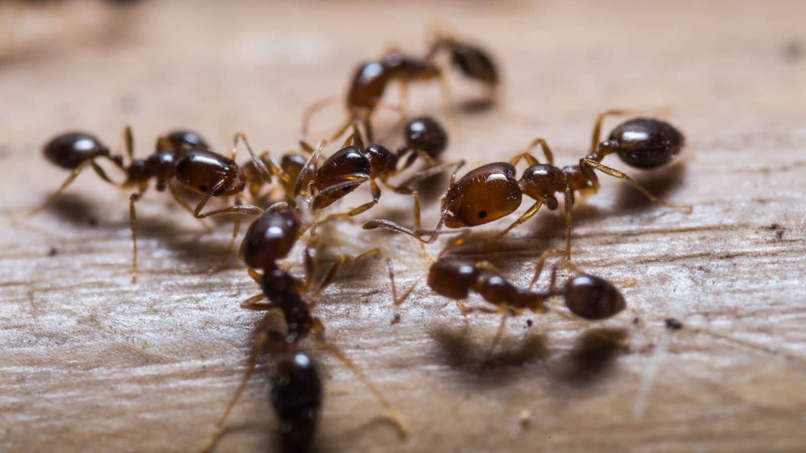 Ants On Wood
