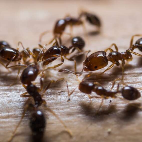 Ants On Wood